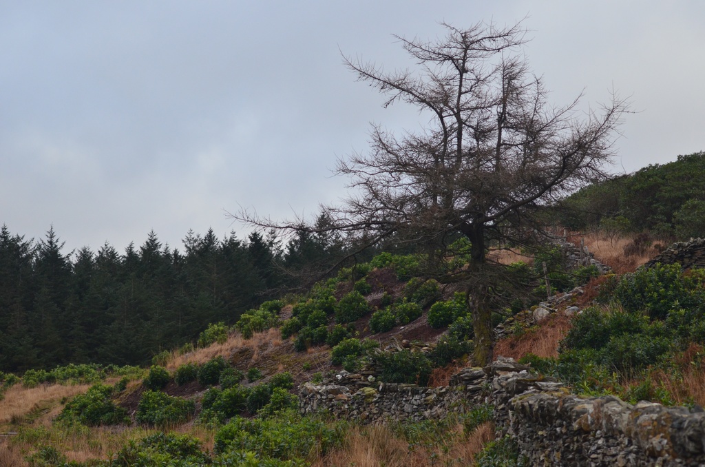 2013-12 Wales/Bryn Gwynant/DSC_0247.JPG